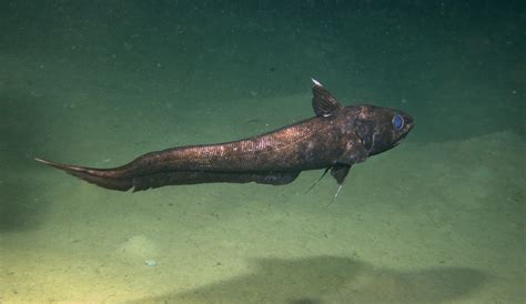 The <b>abyssal grenadier's</b> body is unique. . Grendalier fish